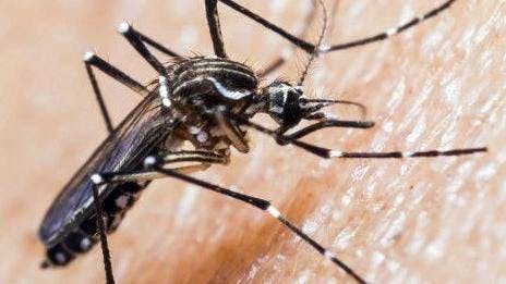 Dengue en Chile: Estamos en el momento perfecto para detener al mosquito