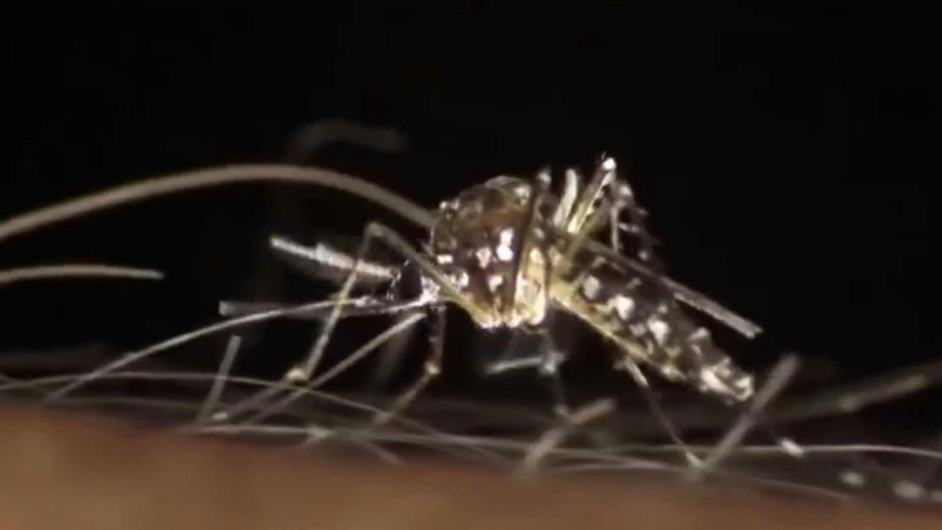 Los Andes se encuentra con alerta amarilla por presencia de dengue