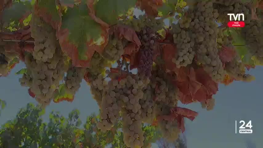 Preocupan bajos precios de la uva