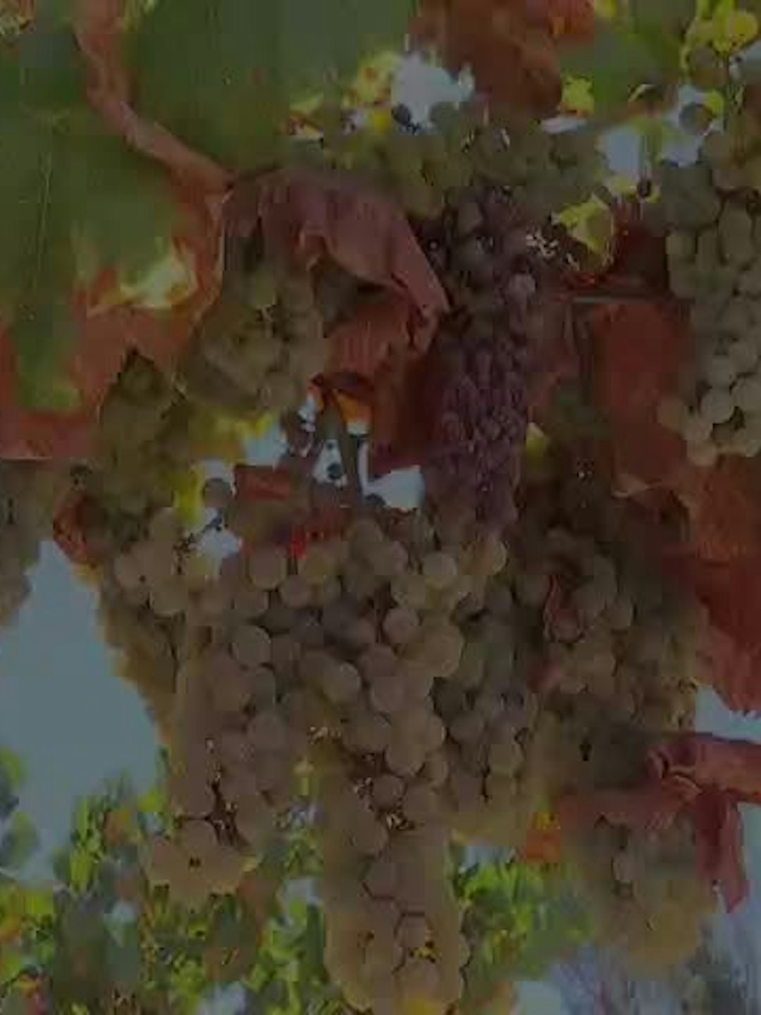 Preocupan bajos precios de la uva