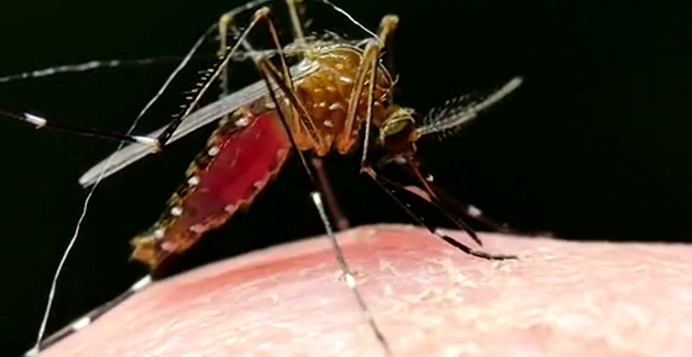 Alcalde de Los Andes nos informa sobre la alerta amarilla por dengue 