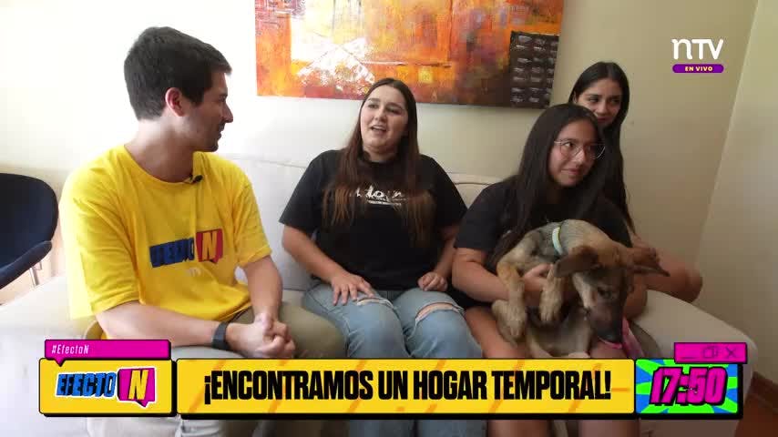 Misión Efecto N: Encontrar un hogar para el perrito Pedrito