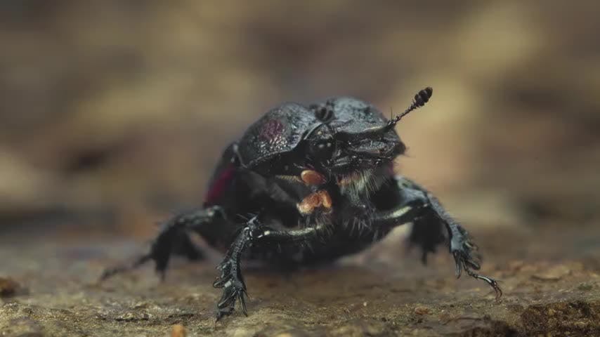 Microterrícolas capítulo 1: "Llueven gigantes"