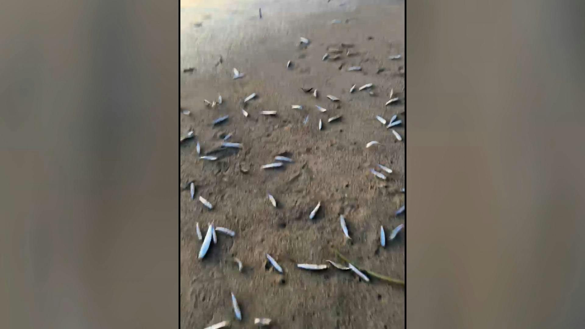 Asombro ha generado el registro de innumerables sardinas varadas en plena orilla de la Playa El Sol