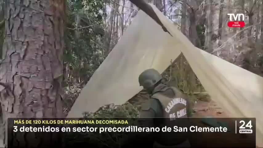 3 detenidos y más de 120 kilos de marihuana en precordillera de San Clemente