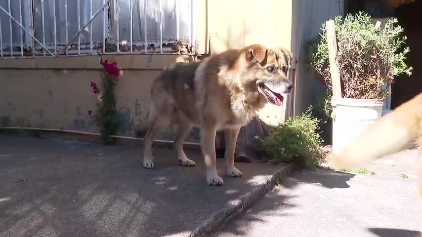 Buque ruso rescató a perrito perdido que cayó al mar