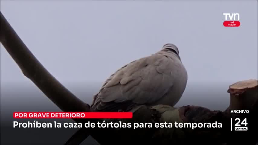 Prohíben la caza de tórtolas para este temporada