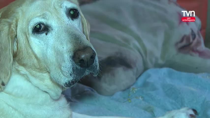 Antofagasta cuenta con más de 1400 animales mordedores
