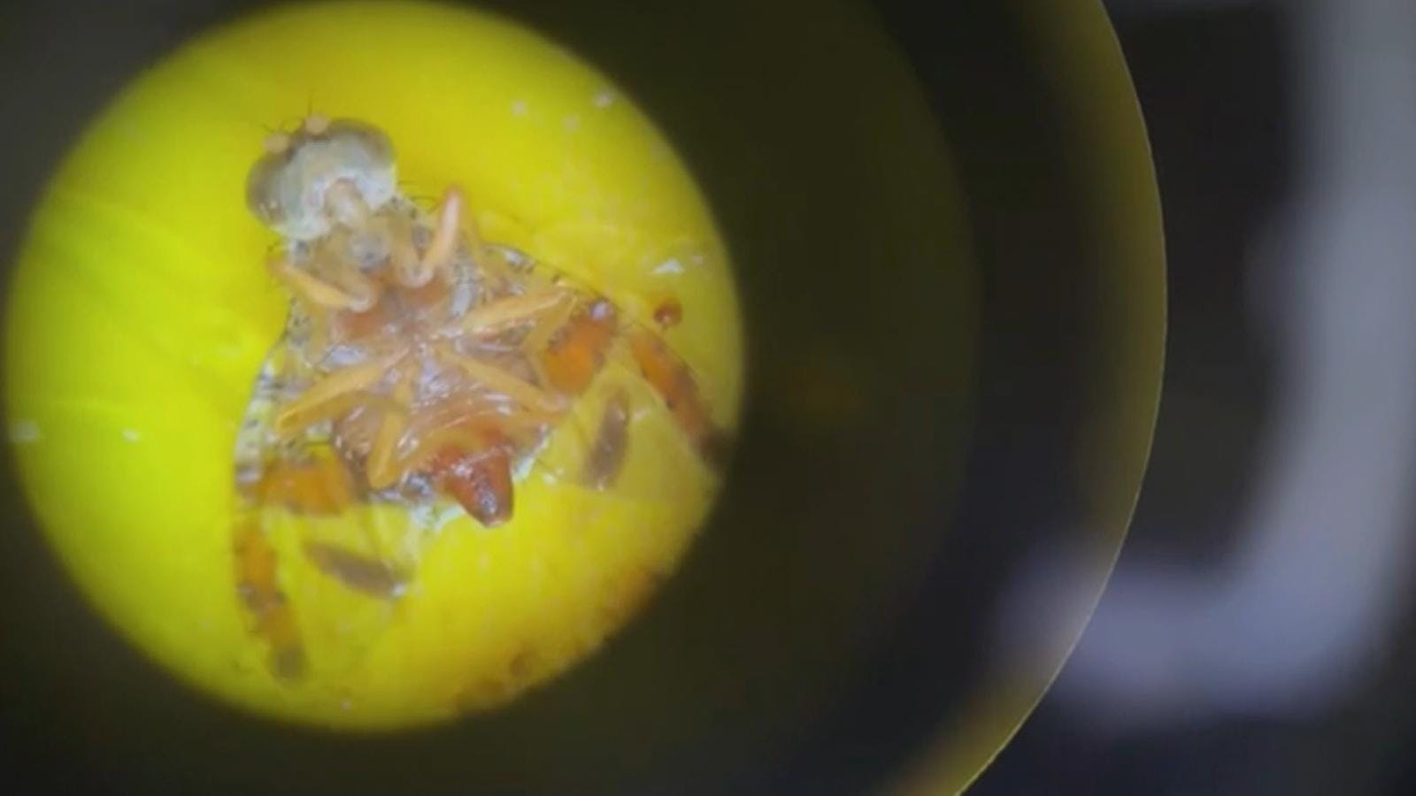Advierte presencia de la mosca de la fruta en antofagasta
