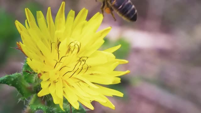 Microterrícolas Capítulo 3: Un Fantasma en el Bosque