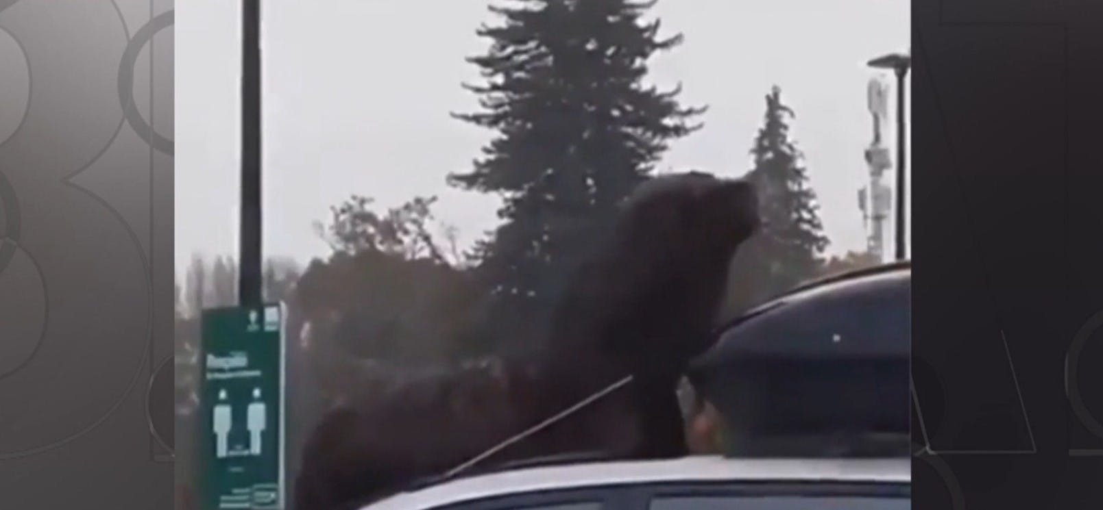 Lobo marino decide descansar sobre un colectivo en Valdivia