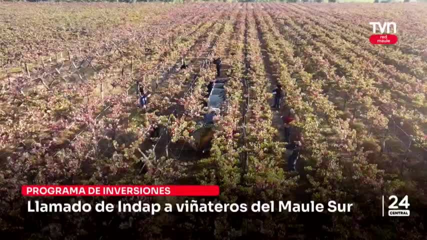 Indap llama a viñateros del Maule Sur