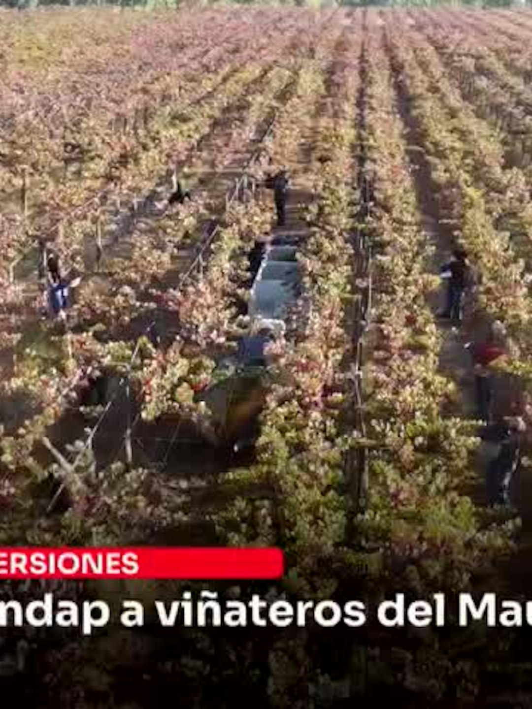 Indap llama a viñateros del Maule Sur