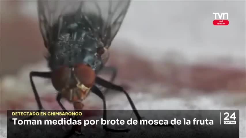 Toman medidas por brote de mosca de la fruta