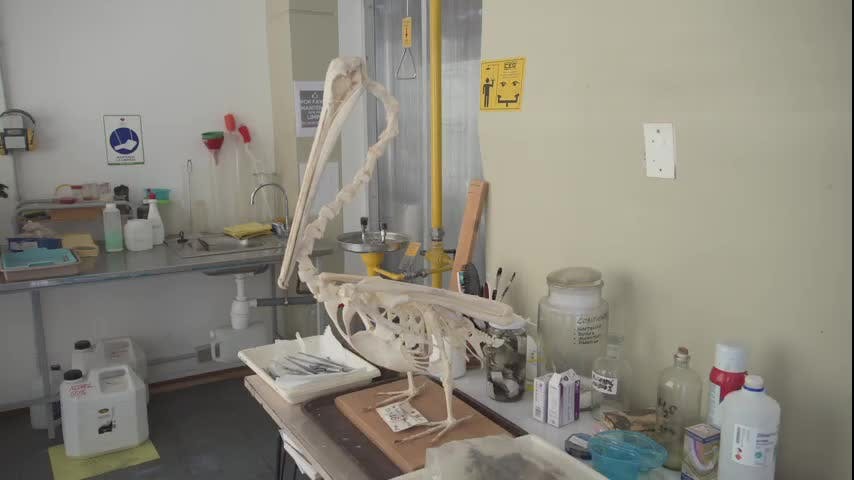 Juan Carlos Belmar, más de 40 años de taxidermia en el Museo de Historia Natural de Valparaíso | Entrada Liberada