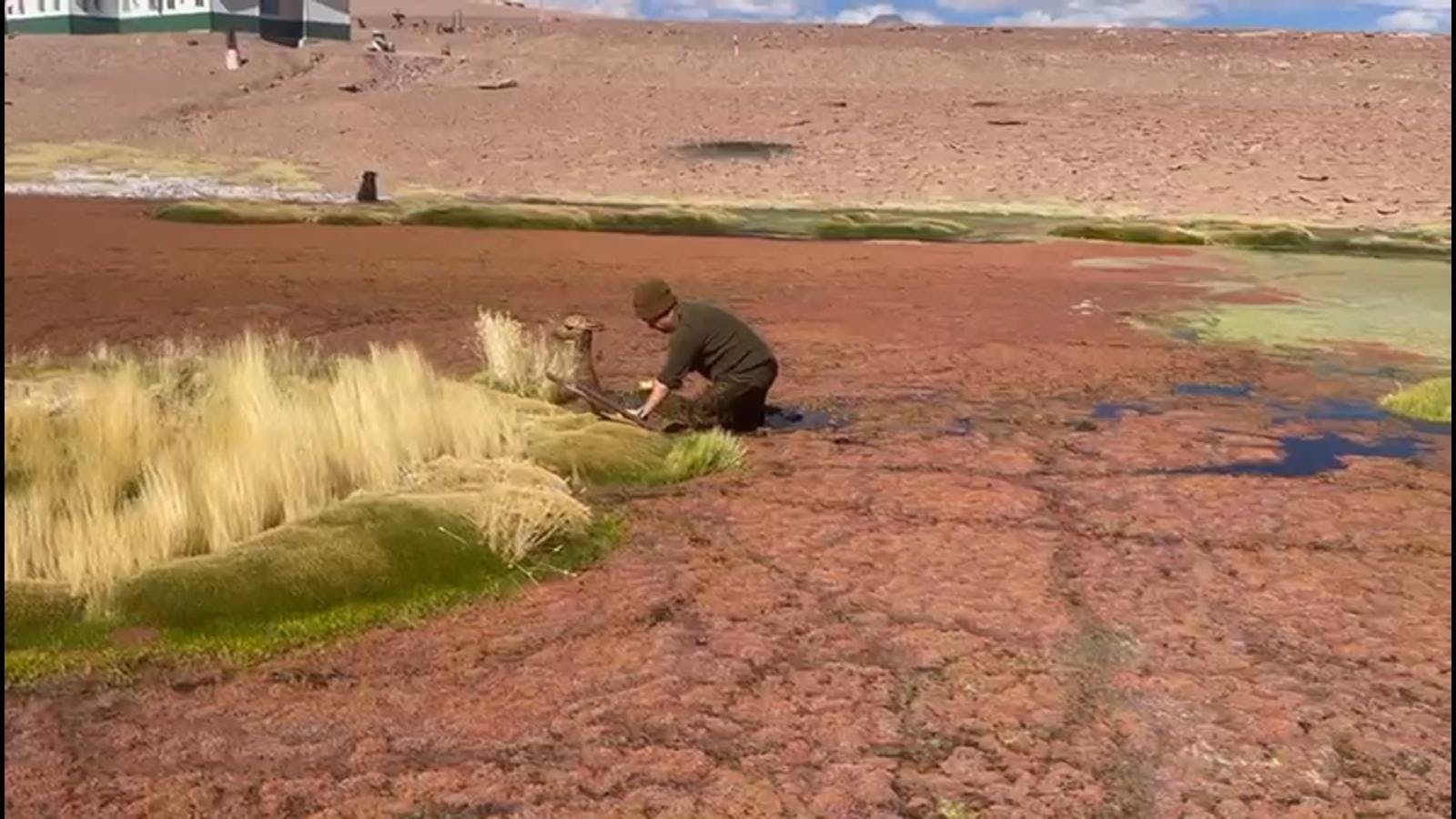 Rescatan a vicuña atrapada en bofedal