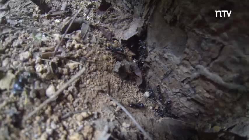 La misión es captar al Gallito de las Rocas
