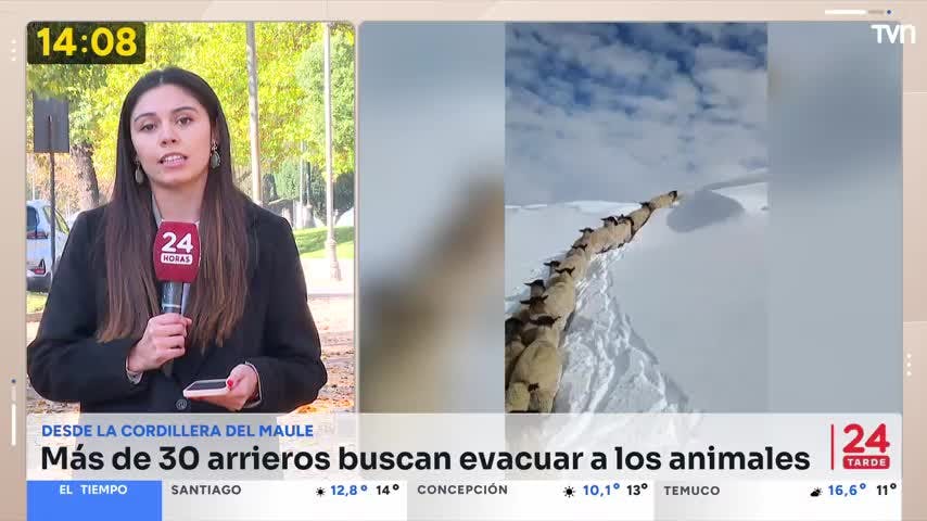 Preocupación por más de mil animales ganaderos atrapados en la cordillera
