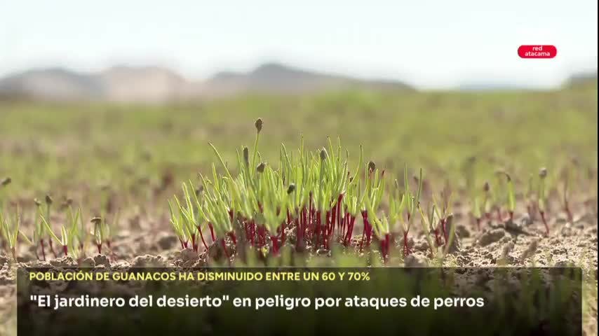 Preocupante disminución de población de guanacos