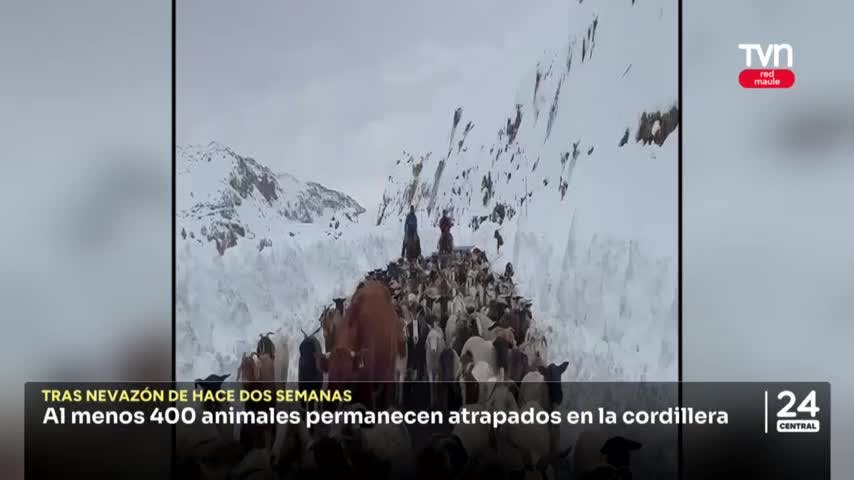 Al menos 400 animales permanecen atrapados en la cordillera
