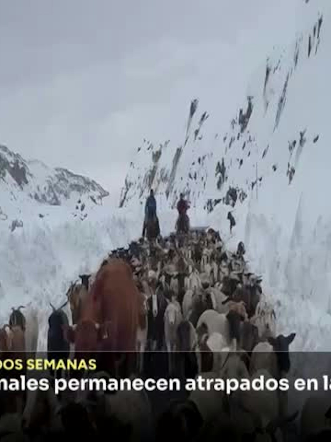 Al menos 400 animales permanecen atrapados en la cordillera