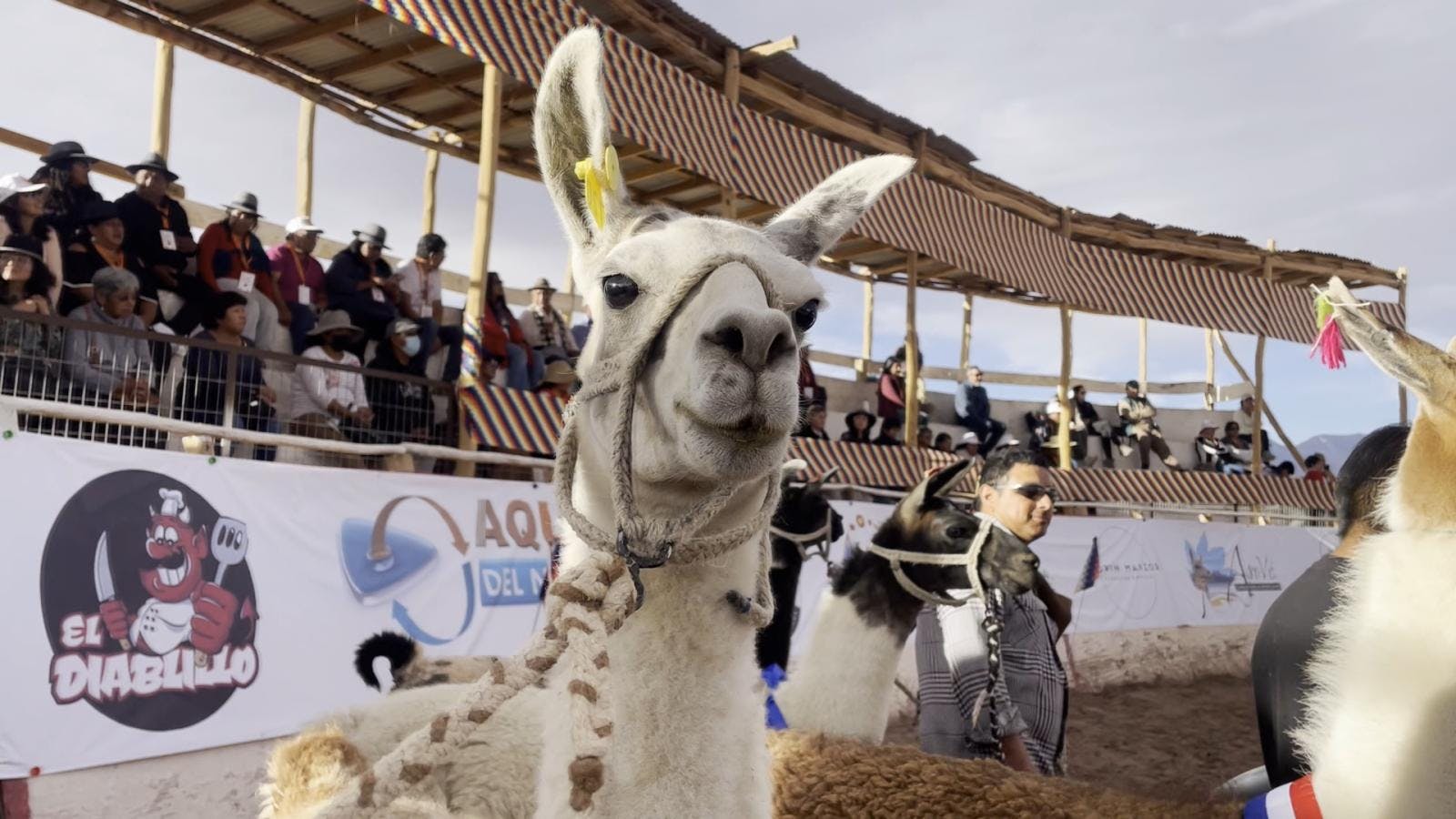 Con éxito culminó congreso internacional de camélidos