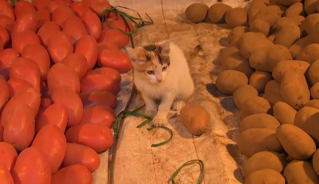 ¡Nos enamoramos de una linda gatita! 