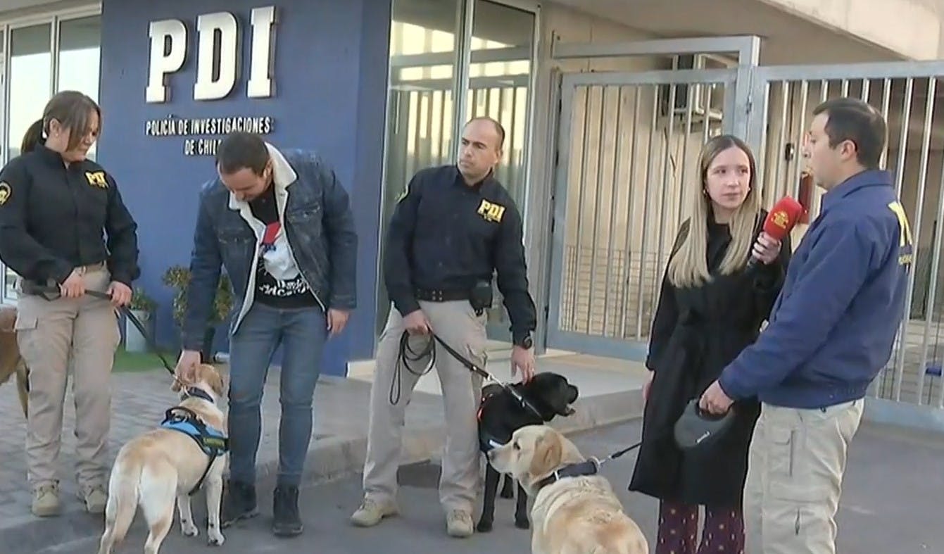 Conoce a la brigada canina de la PDI: Así trabajan los perritos en operativos