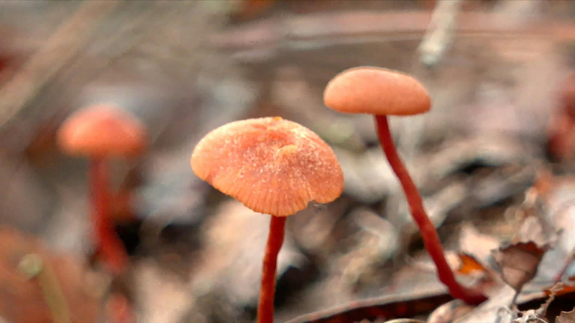 Muere paciente que comió hongos silvestres