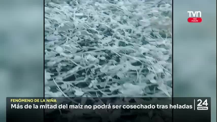 Más de la mitad del maíz no podrá ser cosechado tras heladas