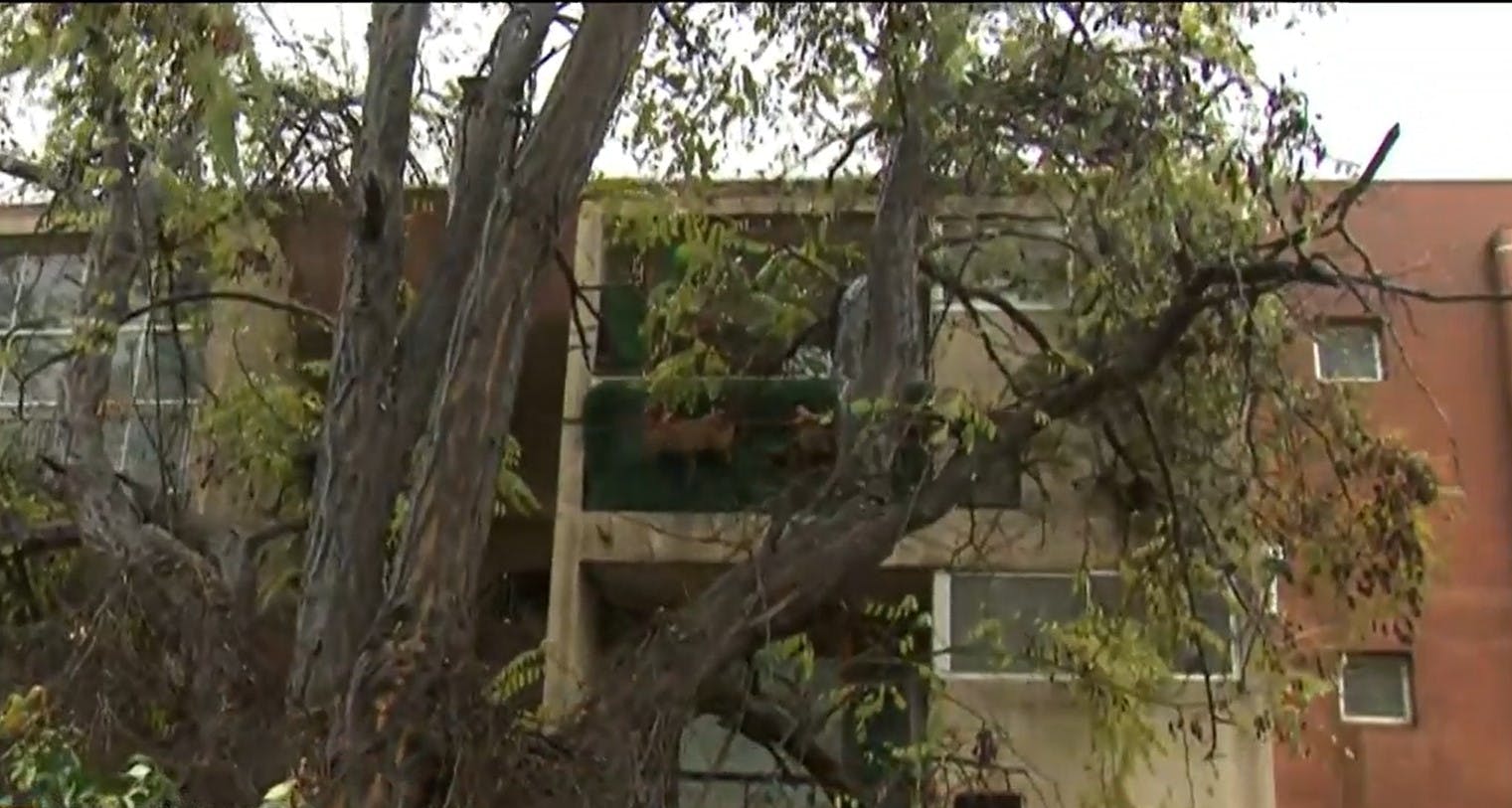 ¡Inminente caída de árbol y pandereta sobre departamentos!