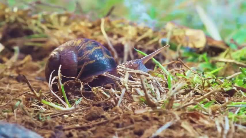 Microterrícolas Capítulo 6: La casa de Sancho