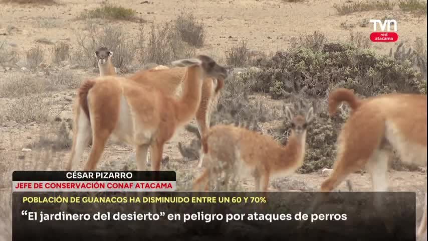DEPREDAN GUANACOS