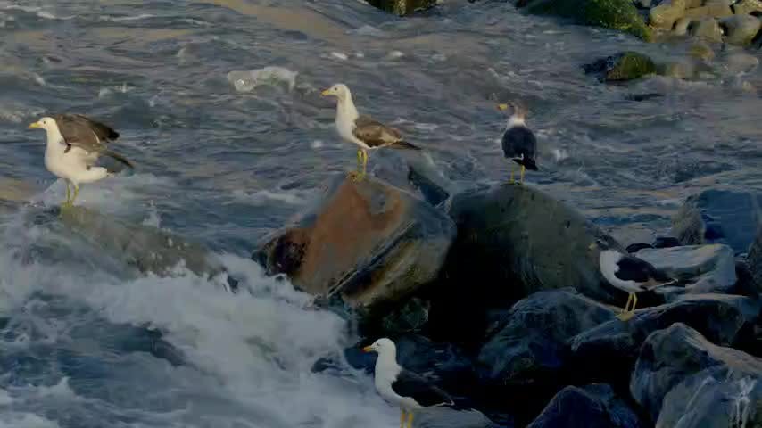Costa Salvaje Capítulo 10: Gaviotas y gaviotines 