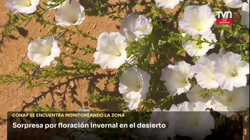 FLORACIÓN DESÉRTICA