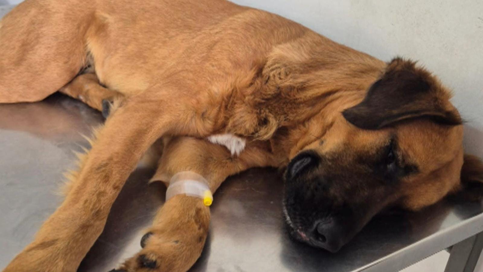 Investigan grave maltrato animal en liceo