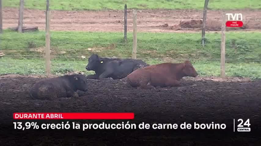 13,9% creció la producción de carne de bovino