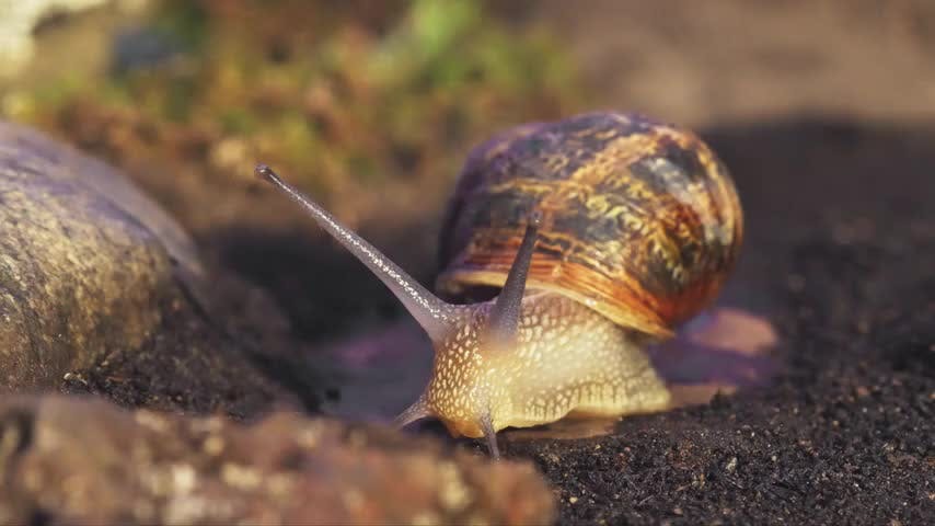 Microterrícolas Capítulo 8: El caparazón de baboso