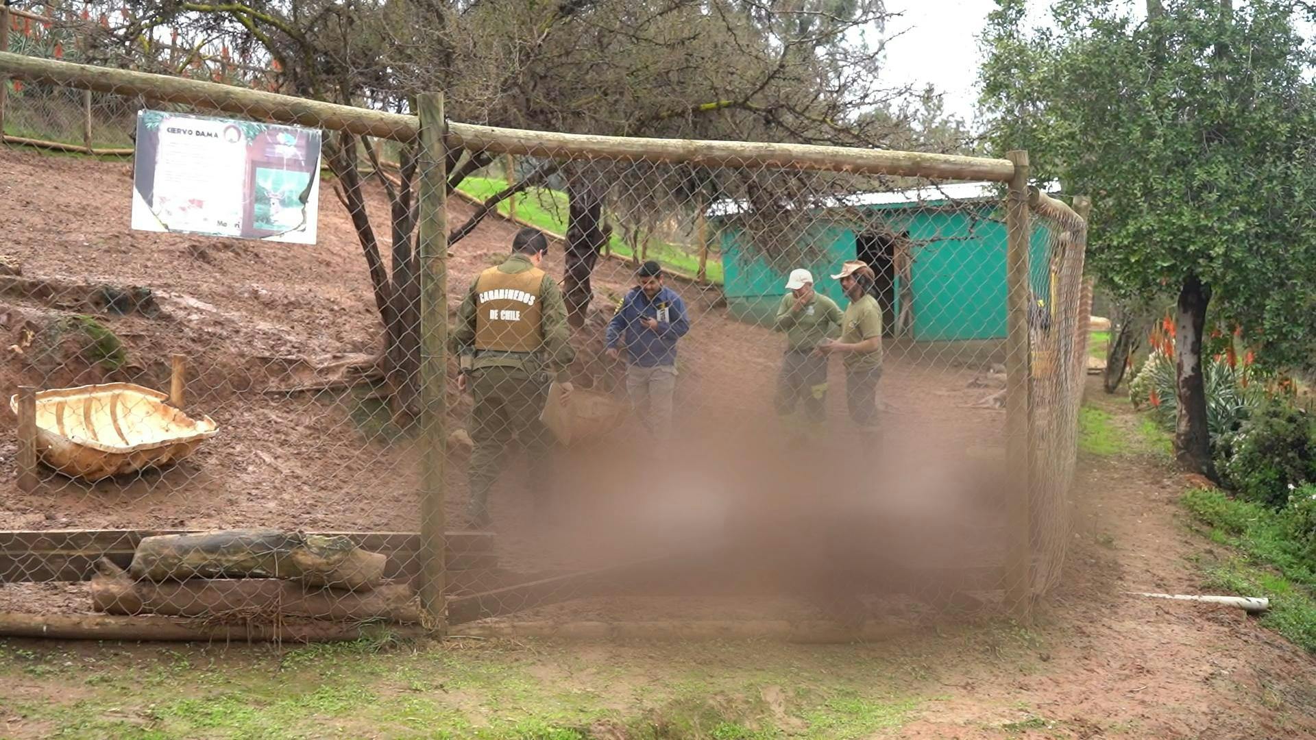 Perros habrían atacado a más de una decena de ciervos en Quilpué