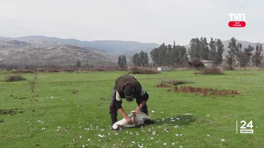 Ataque de perros deja una veintena de gansos muertos
