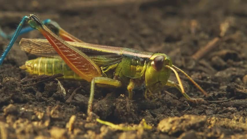 Microterrícolas Capítulo 10: El mochila