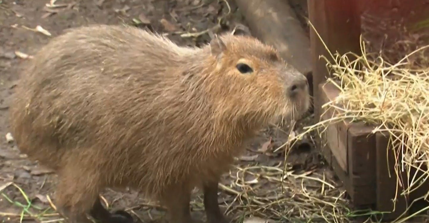 Los capibaras, los nuevos mejores amigos del "Buenos Días a Todos"