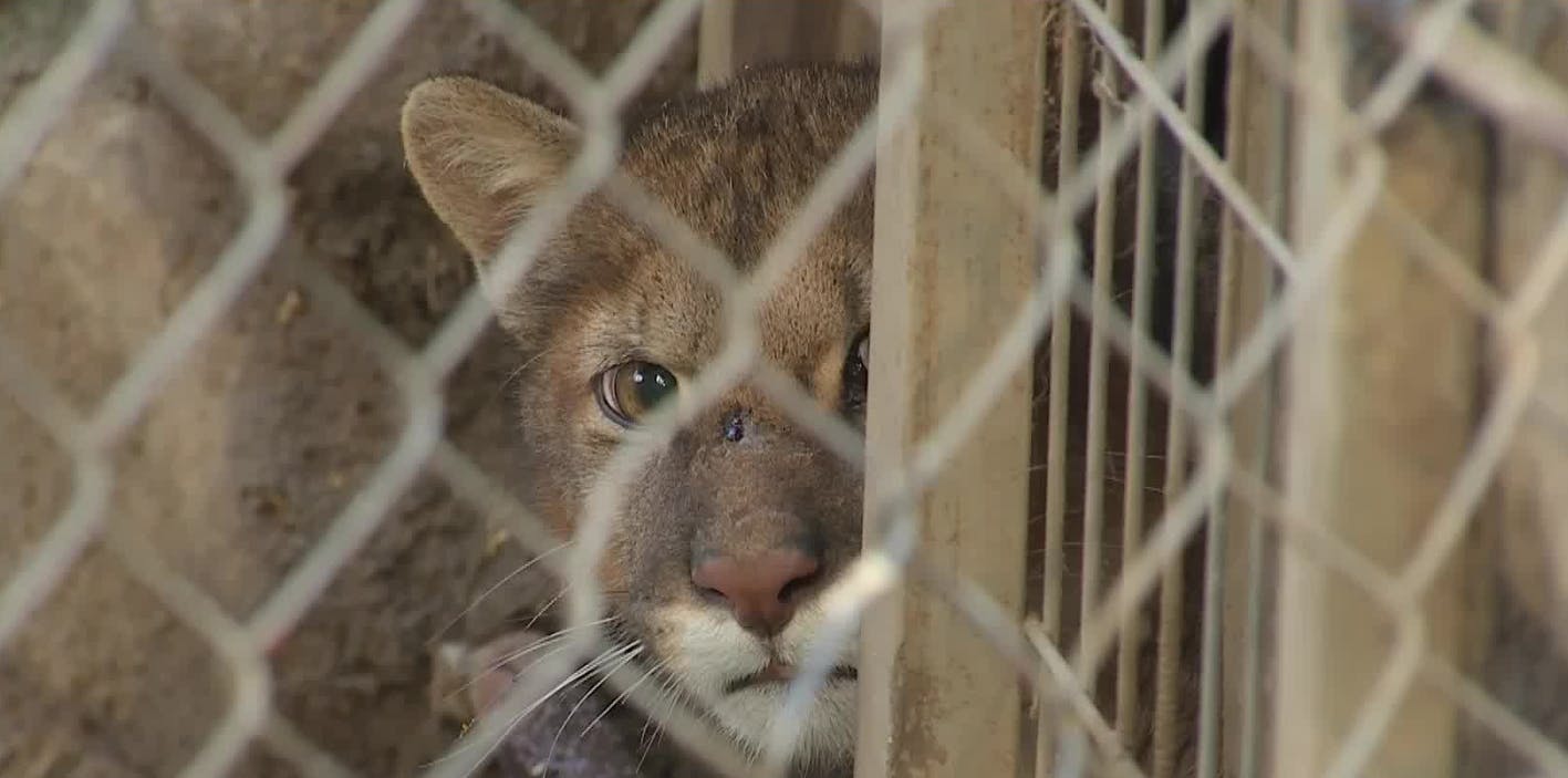 Rescatan a pumita capturado de manera ilegal