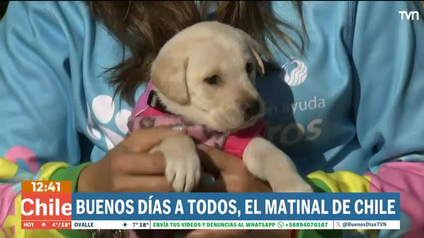 Tiernos cachorritos buscan hogar