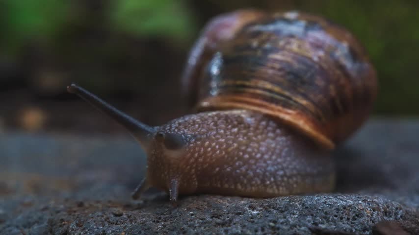 Microterrícolas Capítulo 11: Un día especial