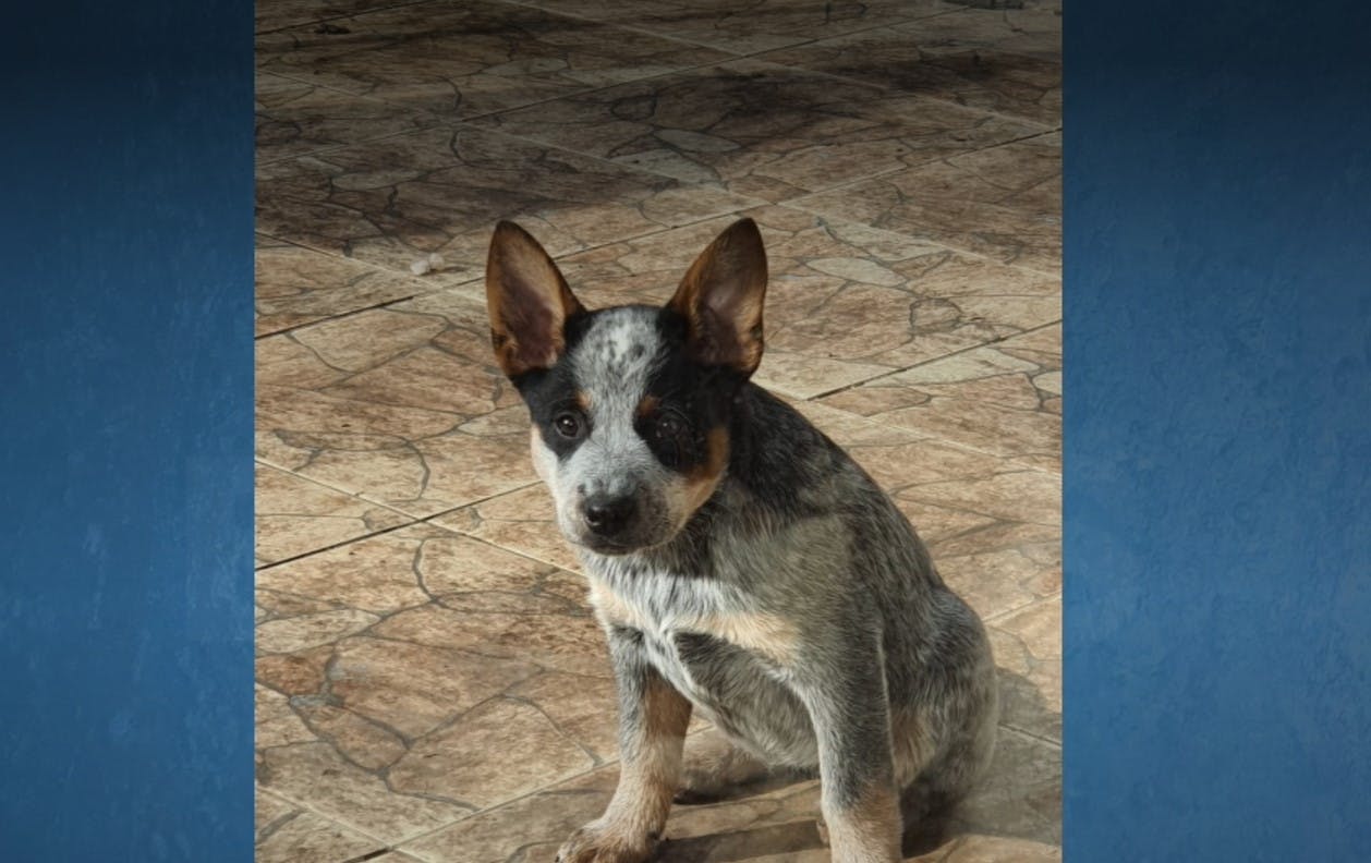 Violenta encerrona en Peñalolén: Robaron su camioneta y se llevaron a su perrito
