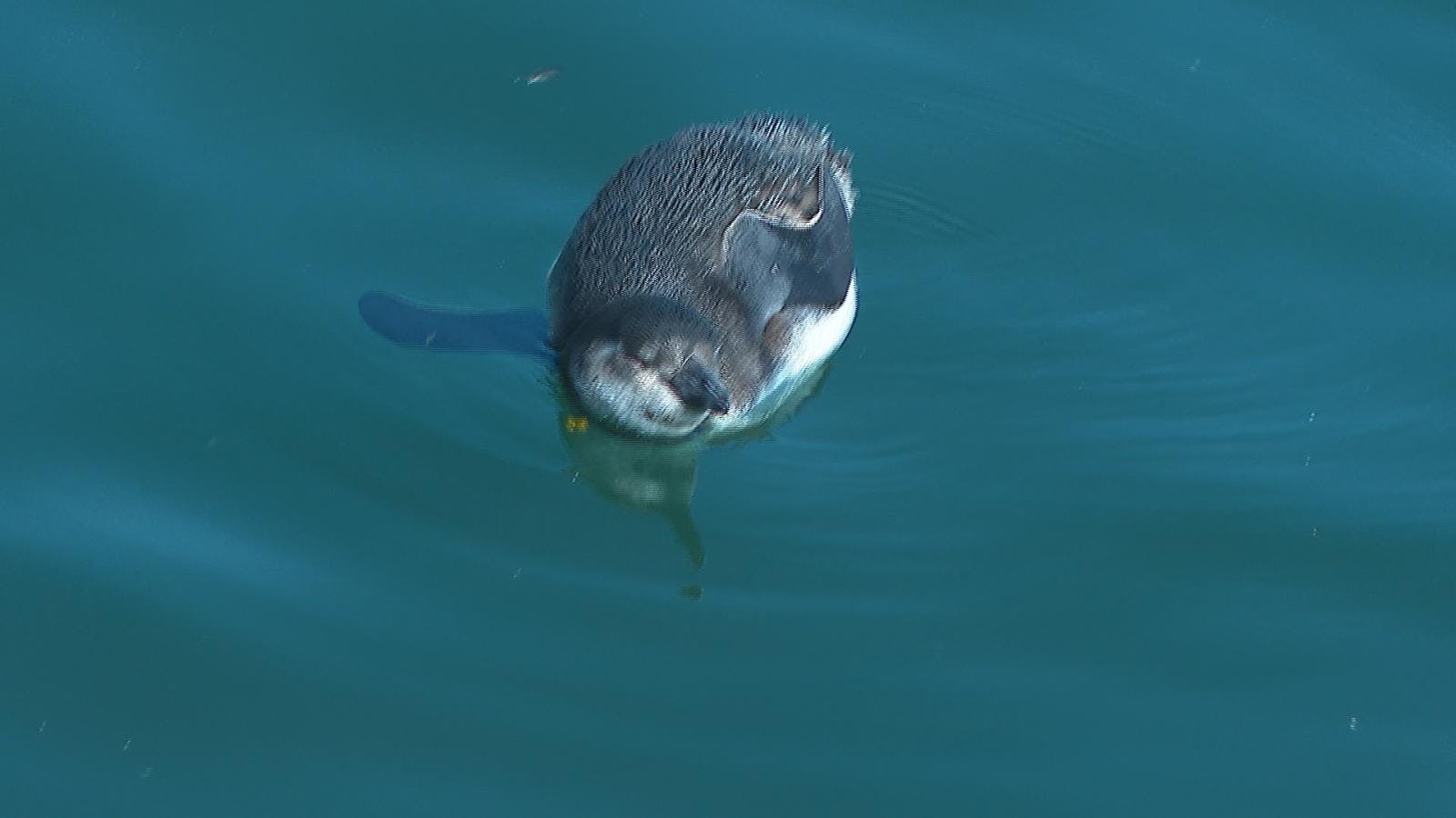 Cifra de pingüinos varados se duplicó los últimos días