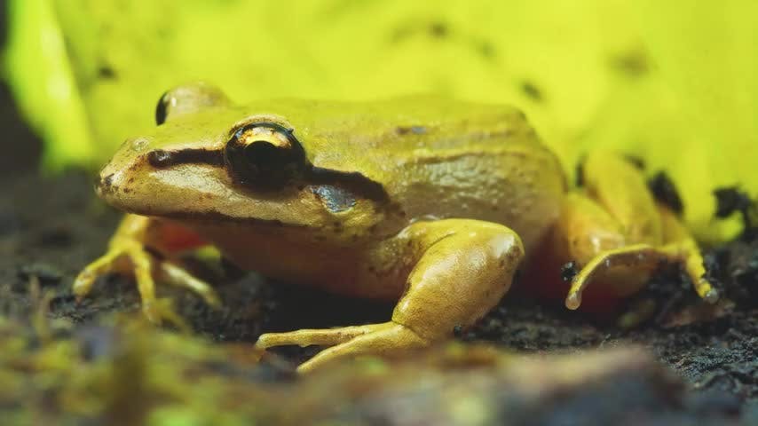 Microterrícolas Capítulo 12: El enigma de Cuatro Ojos