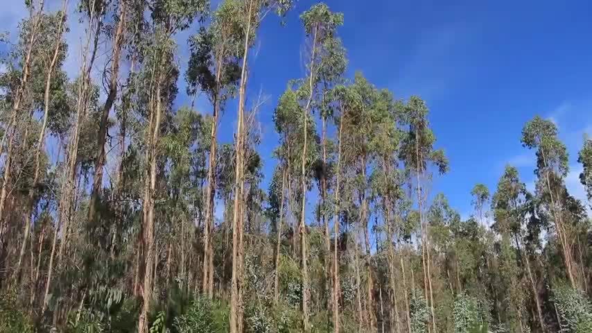 Piden plan de fomento y recuperación de plantaciones forestales ante crisis del sector
