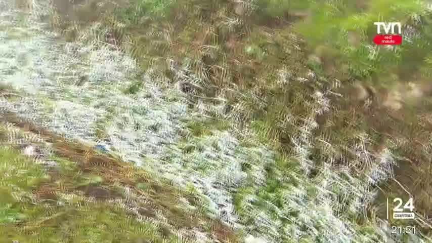 Fenómeno de cencelladas: Escarcha podría repetirse